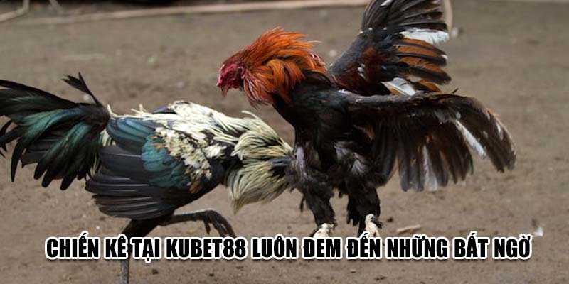 Chiến kê tại Kubet88 luôn đem đến những bất ngờ