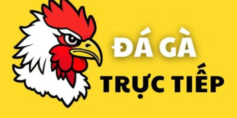 Giới thiệu đá gà trực tiếp