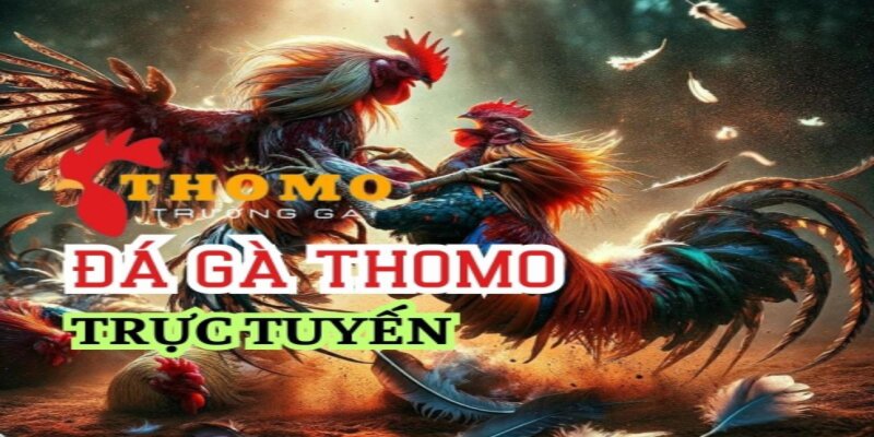 Đá gà cwin trực tiếp các trận đấu tại trường gà Thomo